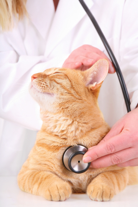 Do You Dread Going to the Veterinarian?